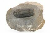 Detailed Austerops Trilobite - Ofaten, Morocco #221038-1